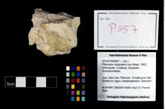 Foto (Objekt + Etikett) von Pithonoton marginatum (von Meyer, 1842)  (NHMW-GEO-2014-0194-0857)